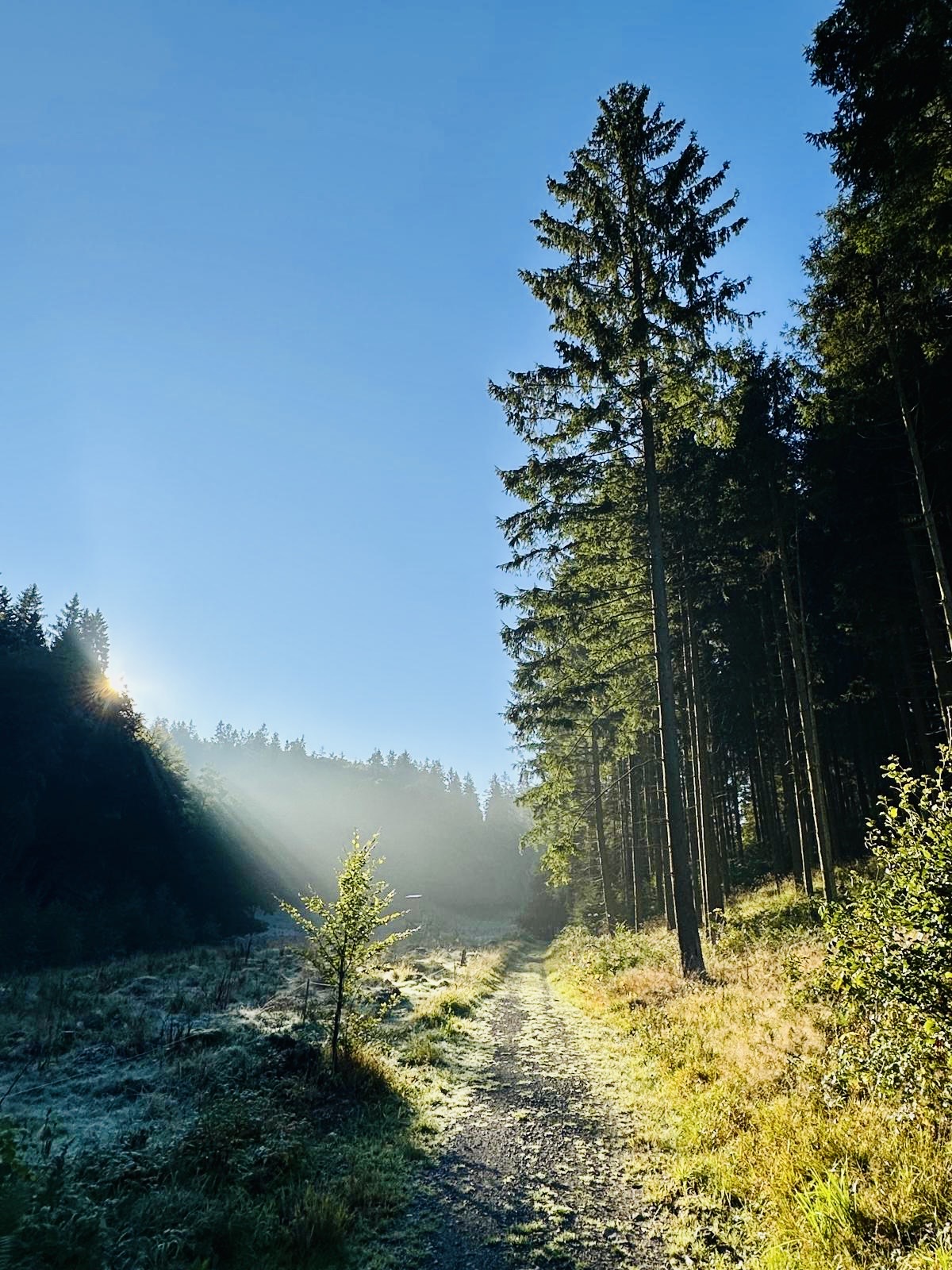 Warum wir immer wieder gleich reagieren – und wie wir es ändern
